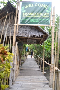 Mangrove Path 